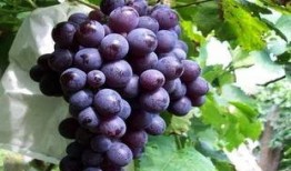 玫瑰葡萄爆料视频大全,揭秘幕后故事与精彩瞬间